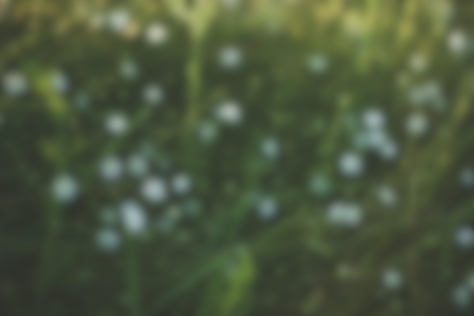 White Flowers
