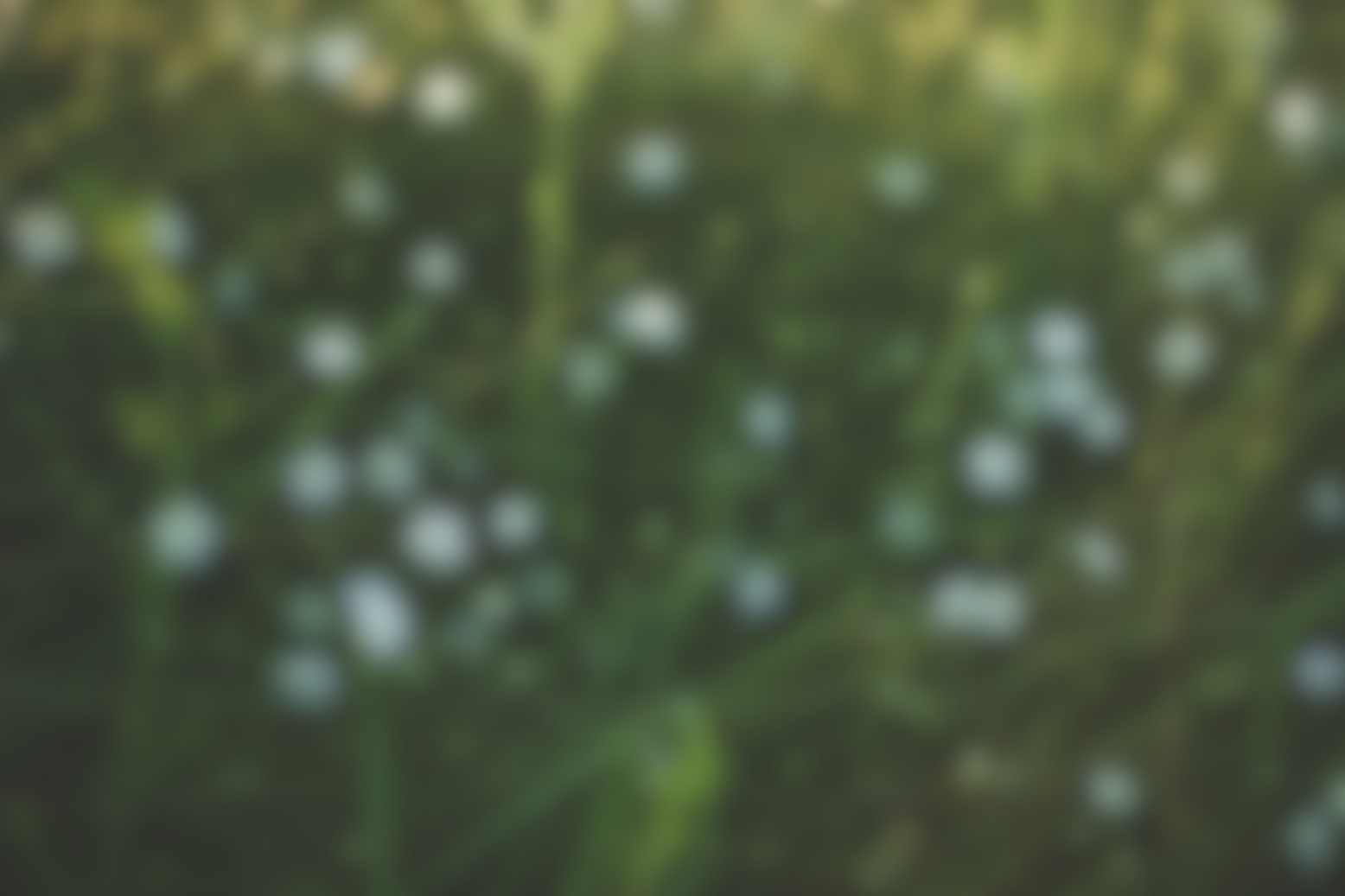 White Flowers