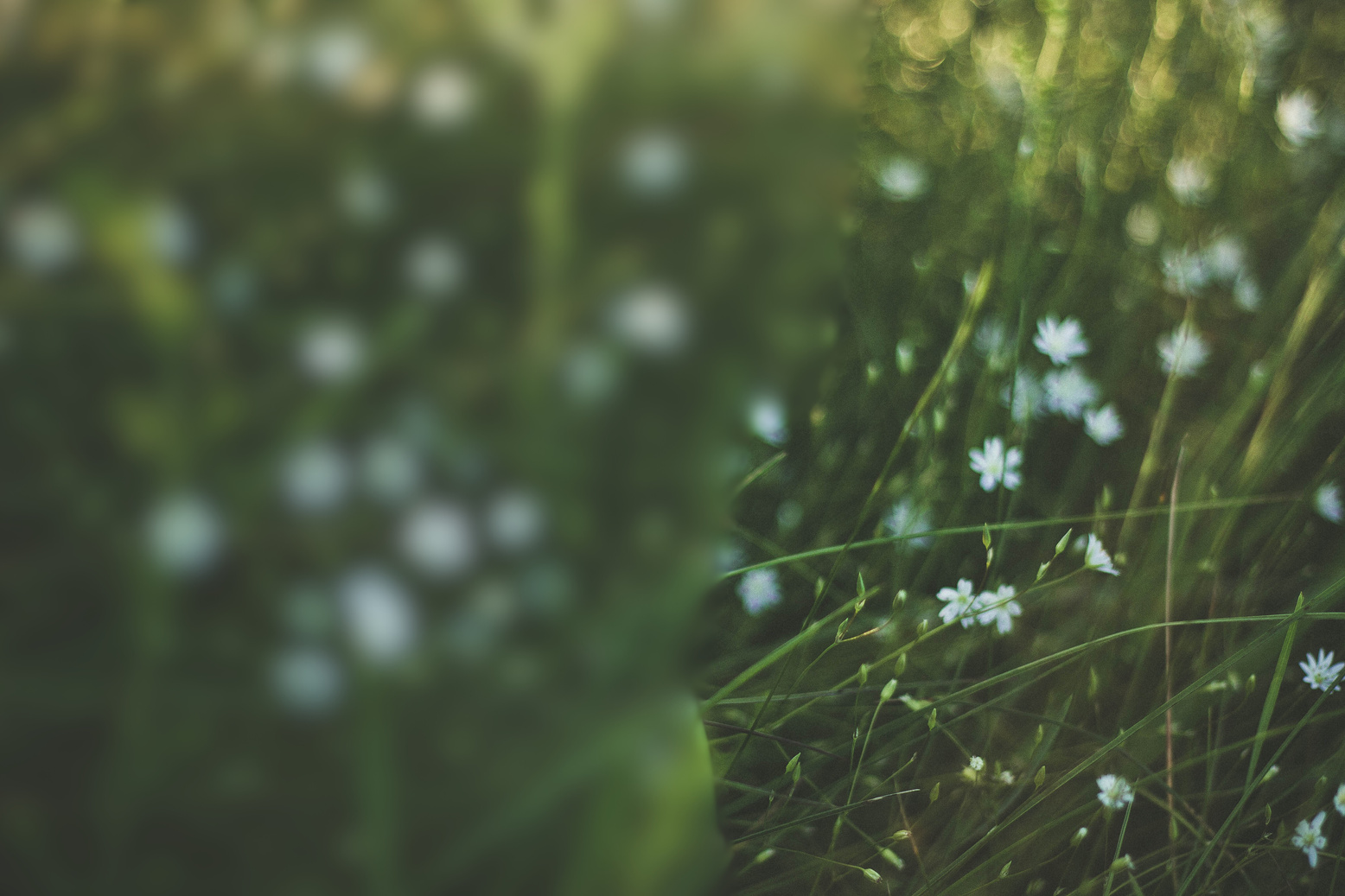 White Flowers