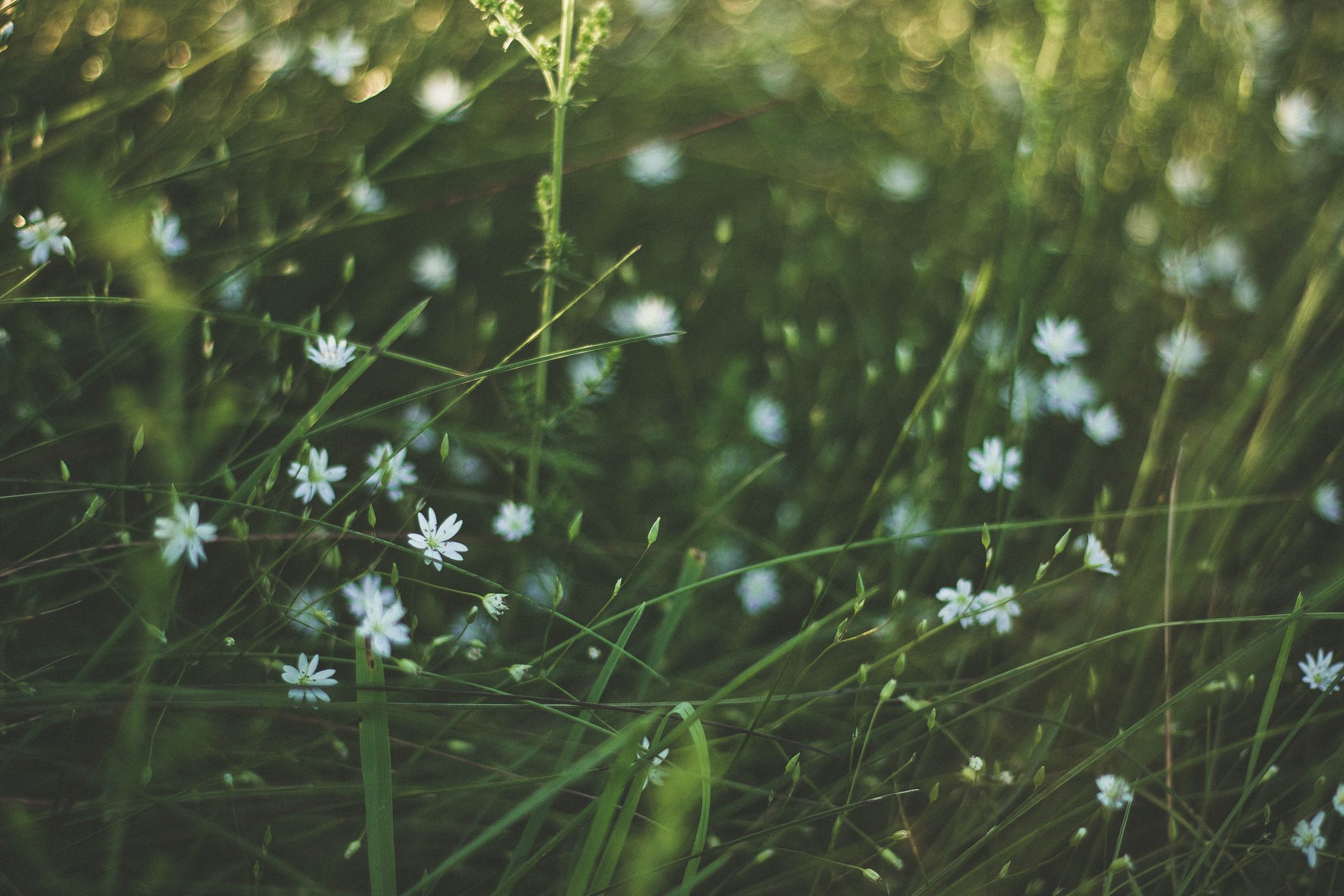 White Flowers